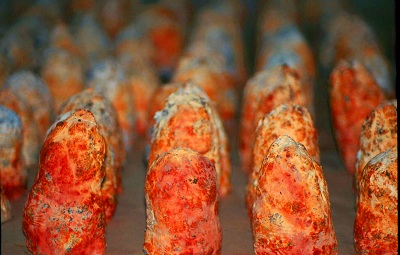 頂級紅樟芝子實體